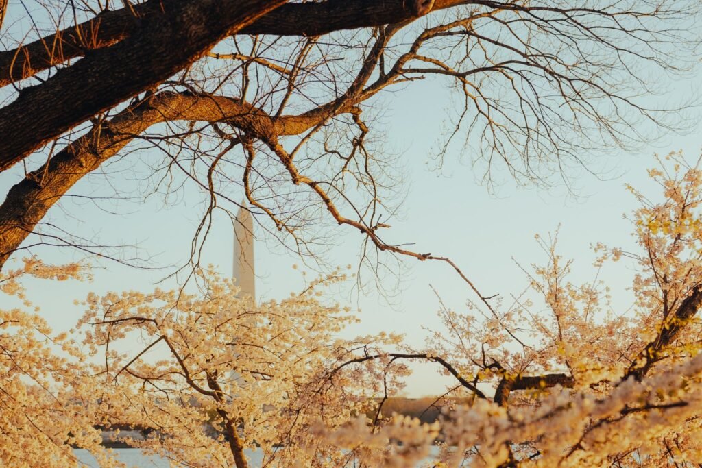 blosssominglovestory, washingtondccouples