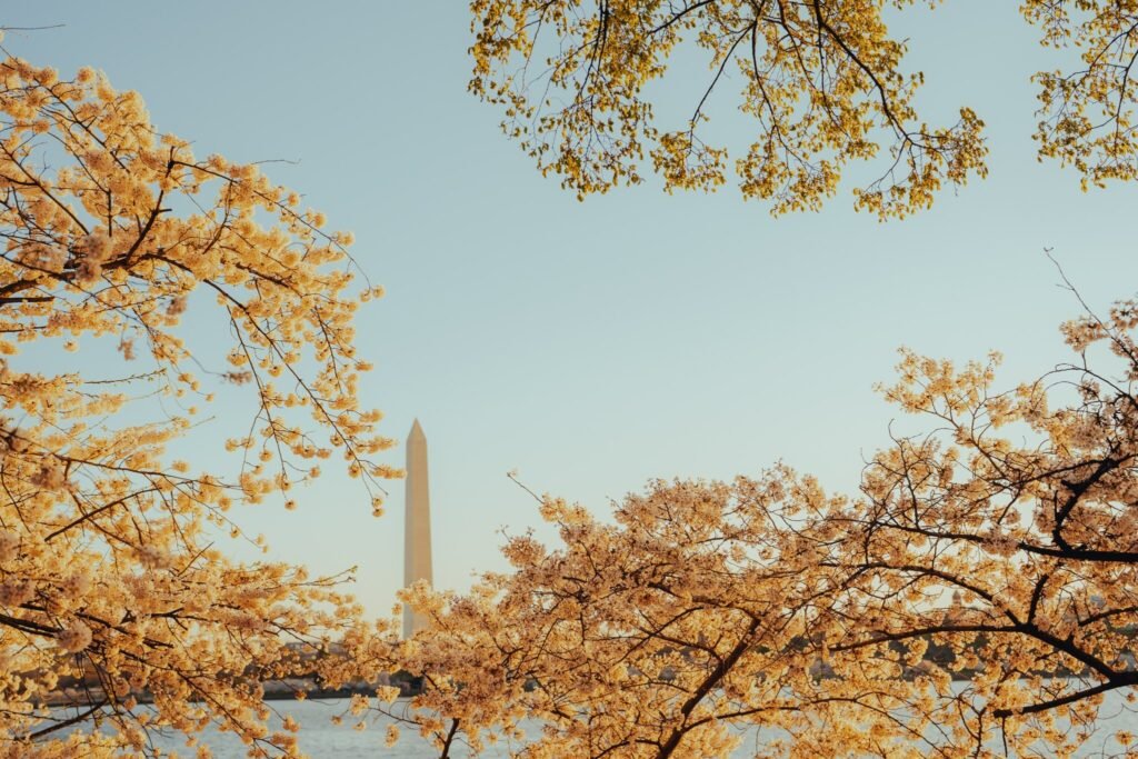 pixel6studio, cherryblossommagic